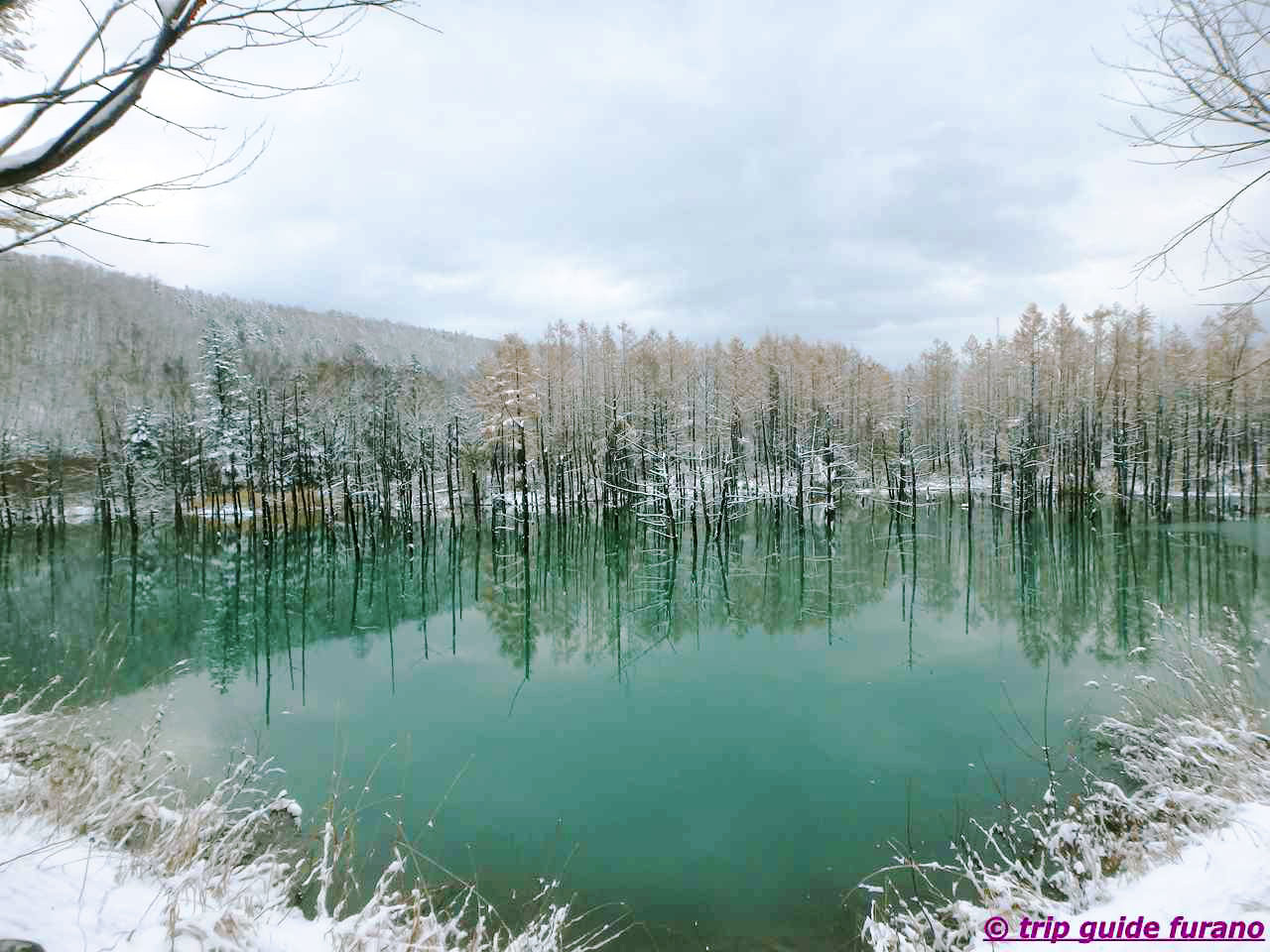 美瑛　青い池　冬