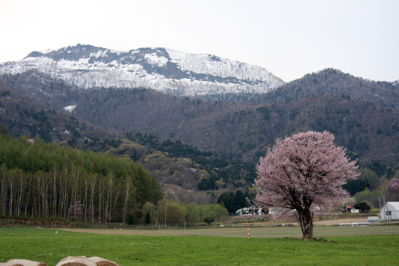 富良野　5月　桜　一本桜