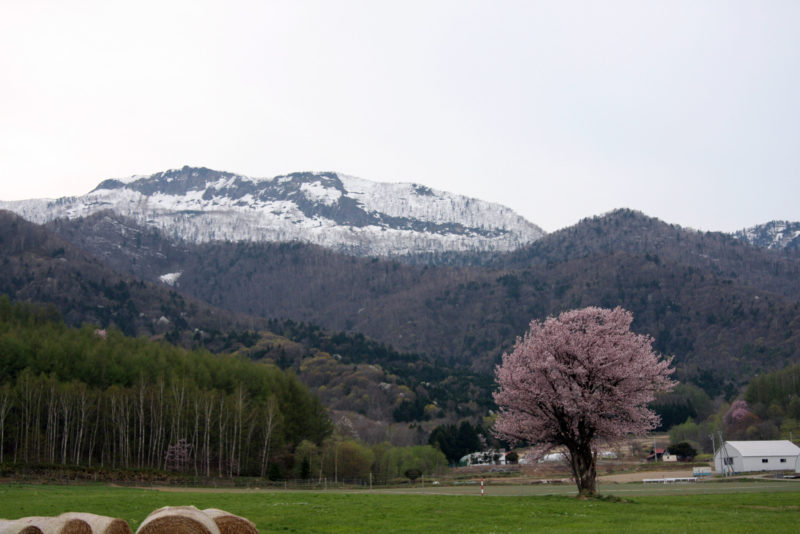 富良野　5月　桜　一本桜