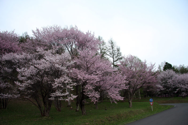 富良野　5月　桜　朝日が丘公園