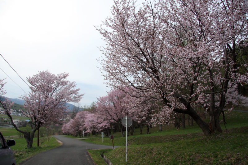 富良野　5月　桜　朝日が丘公園