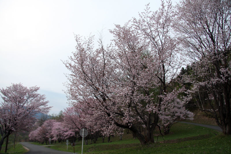 富良野　5月　桜　朝日が丘公園