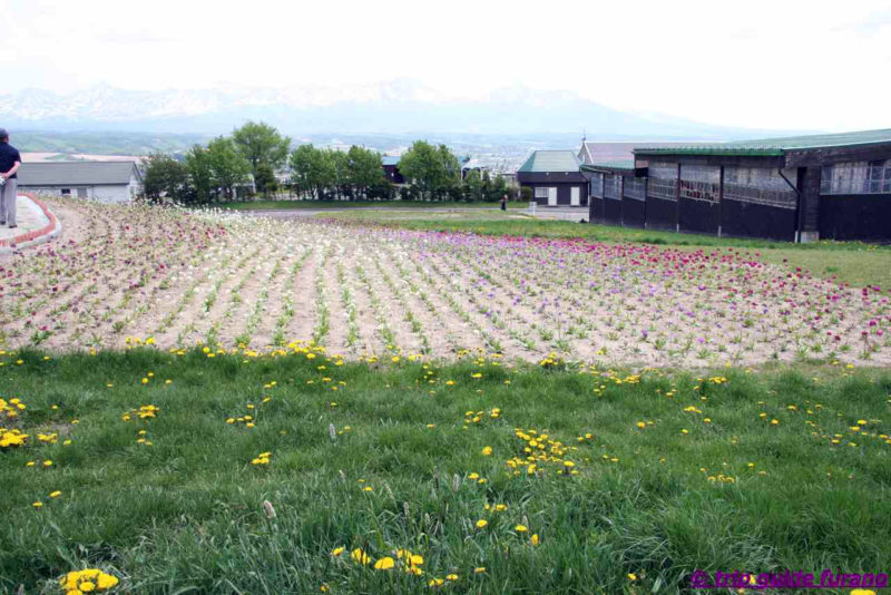 フラワーランドかみふらの　富良野　花畑　5月