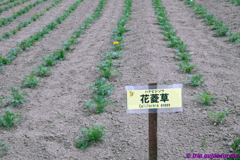 5月　四季彩の丘　花畑　富良野　美瑛　見ごろ