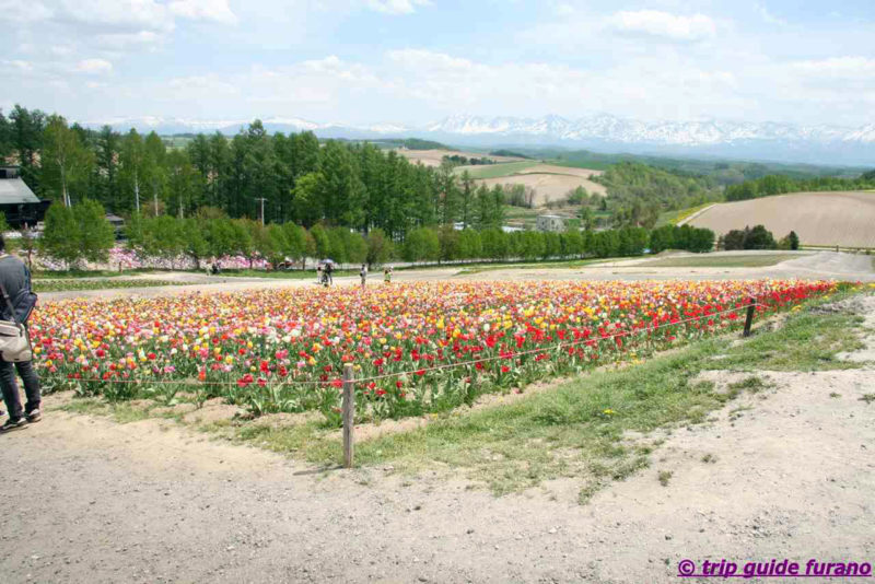 春の富良野 5月の富良野ー美瑛観光 桜や他の観光地 観光ふらのなび Trip Guide Furano