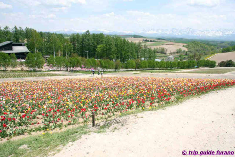 春の富良野 5月の富良野ー美瑛観光 桜や他の観光地 観光ふらのなび Trip Guide Furano