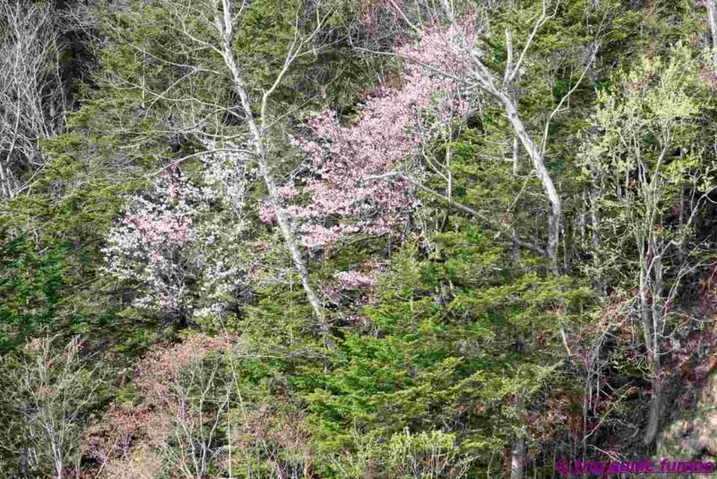 美瑛　富良野　白ひげの滝　5月　観光