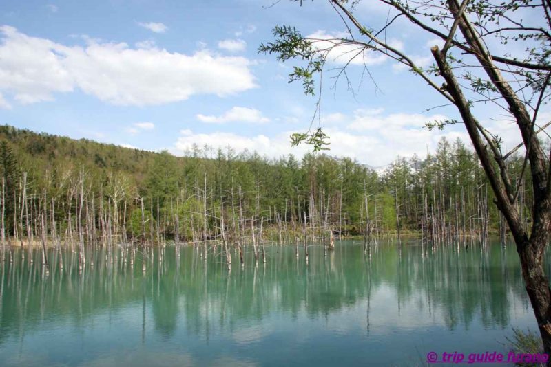 春の富良野 5月の富良野ー美瑛観光 桜や他の観光地 観光ふらのなび Trip Guide Furano