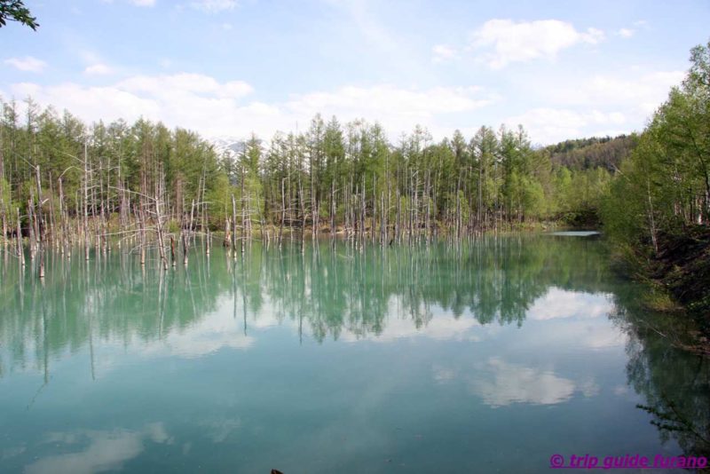 美瑛　富良野　青い池　5月　観光