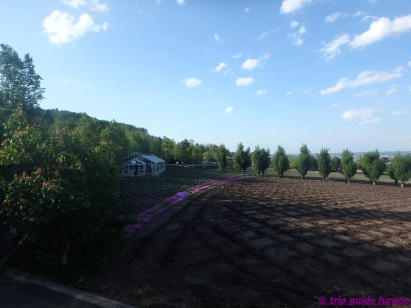 春の富良野 5月の富良野ー美瑛観光 桜や他の観光地 観光ふらのなび Trip Guide Furano