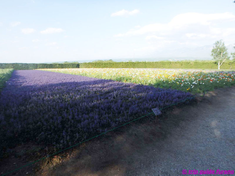 春の富良野 5月の富良野ー美瑛観光 桜や他の観光地 観光ふらのなび Trip Guide Furano