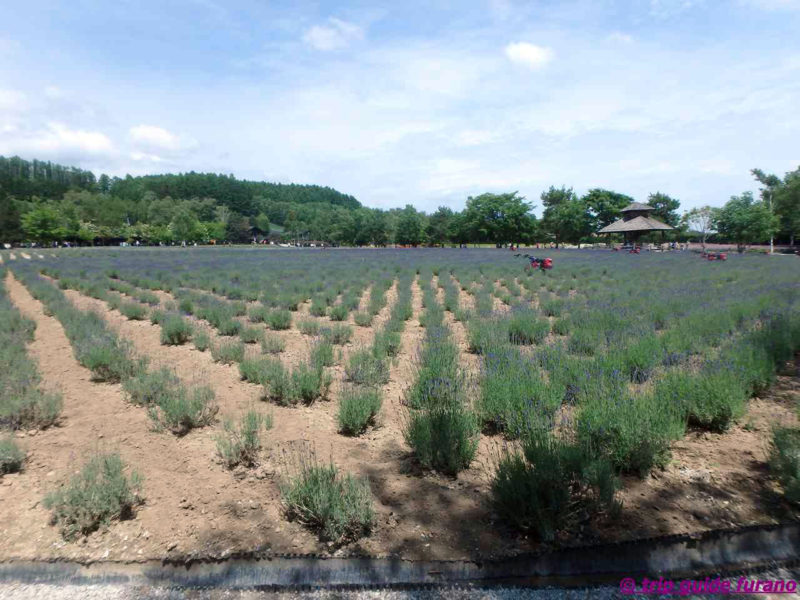 ファーム富田　6月　富良野　観光　ラベンダー　見ごろ