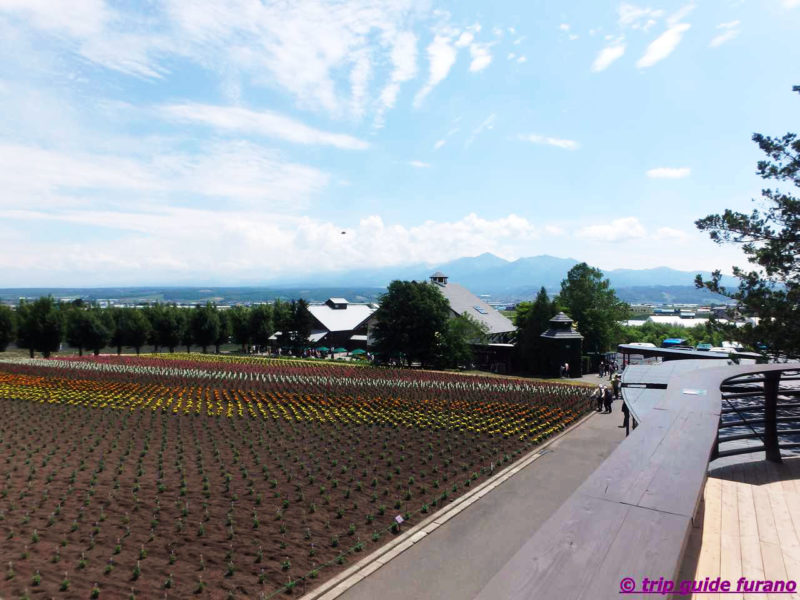 ファーム富田　6月　富良野　観光　ラベンダー　見ごろ