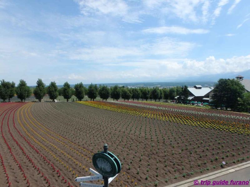 ファーム富田　6月　富良野　観光　ラベンダー　見ごろ