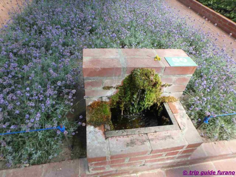 ファーム富田　6月　富良野　観光　ラベンダー　見ごろ