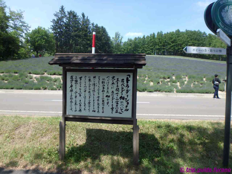 ファーム富田　6月　富良野　観光　ラベンダー　見ごろ