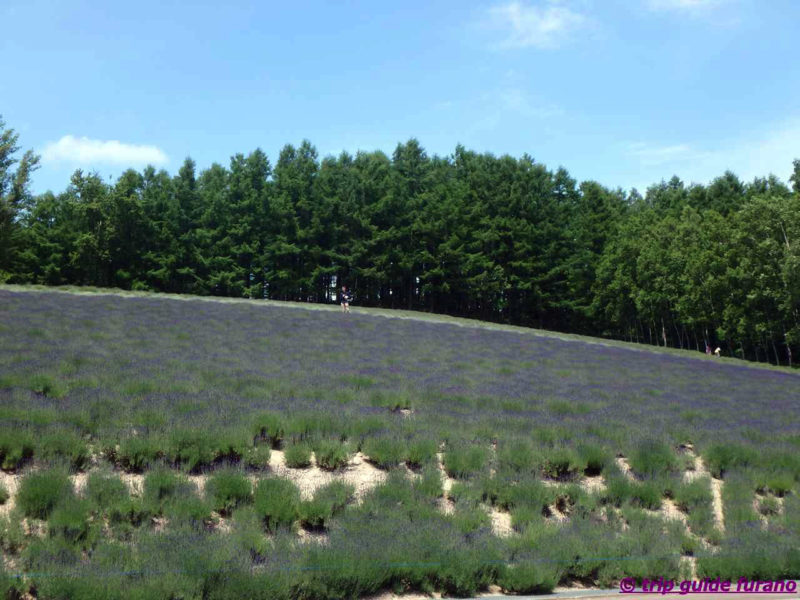 ファーム富田　6月　富良野　観光　ラベンダー　見ごろ