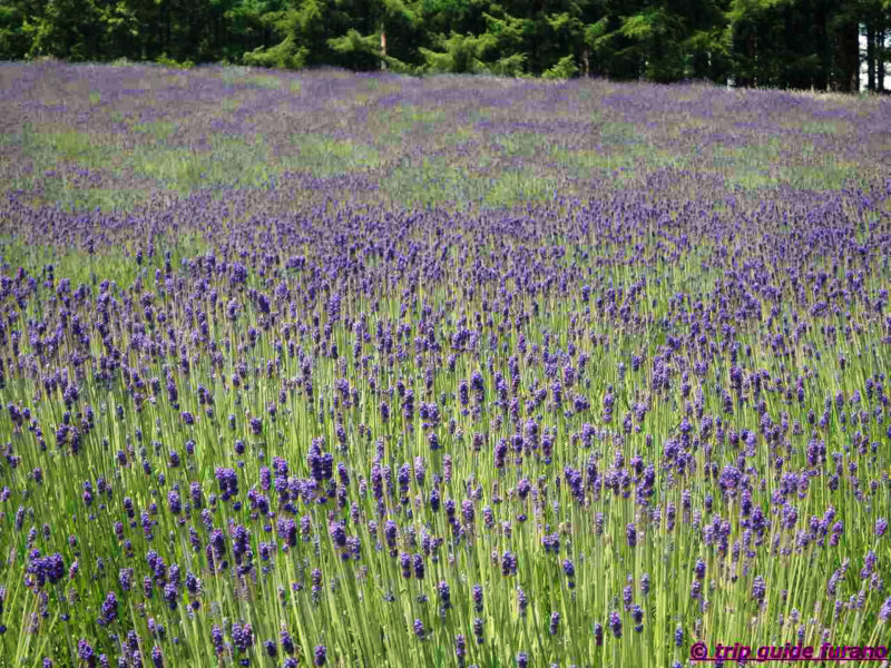 ファーム富田　6月　富良野　観光　ラベンダー　見ごろ