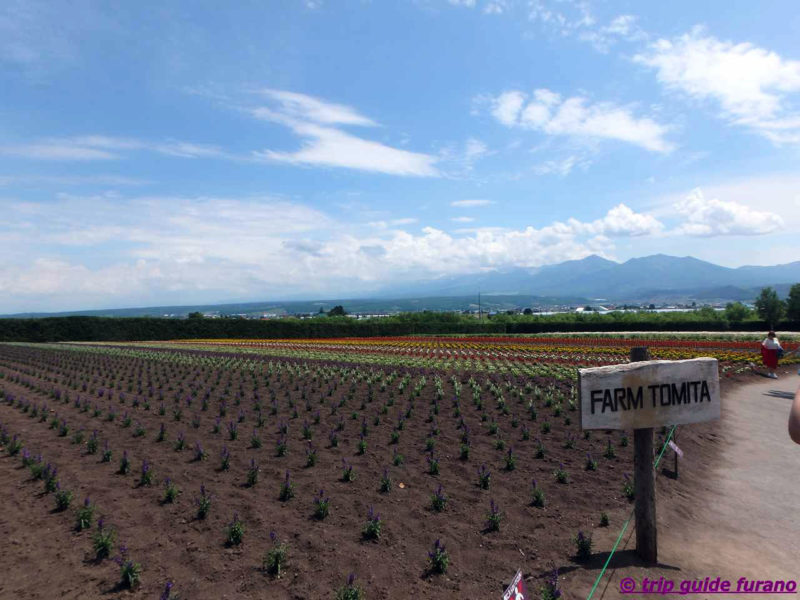 ファーム富田　6月　富良野　観光　ラベンダー　見ごろ