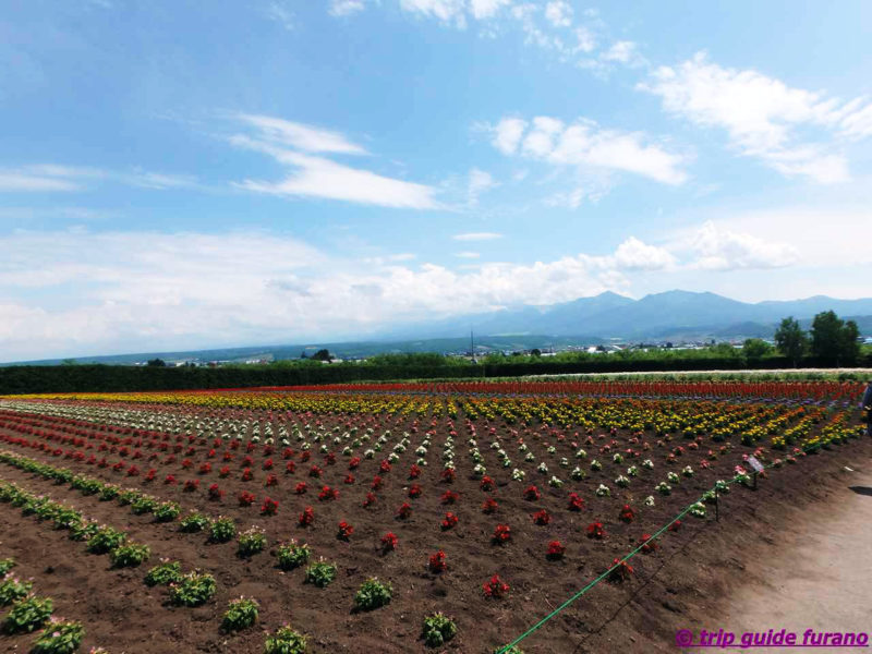 ファーム富田　6月　富良野　観光　ラベンダー　見ごろ