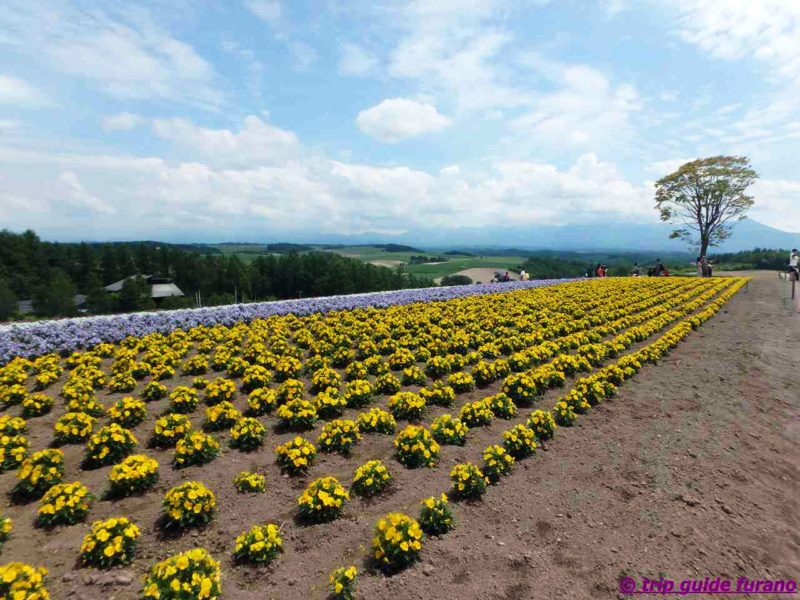 四季彩の丘　ふらの　花　6月　