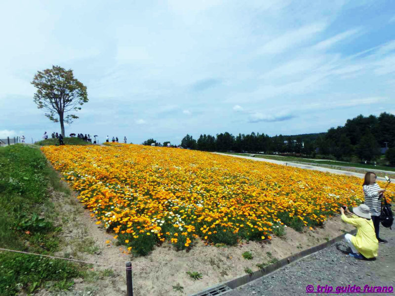 四季彩の丘　ふらの　花　6月　