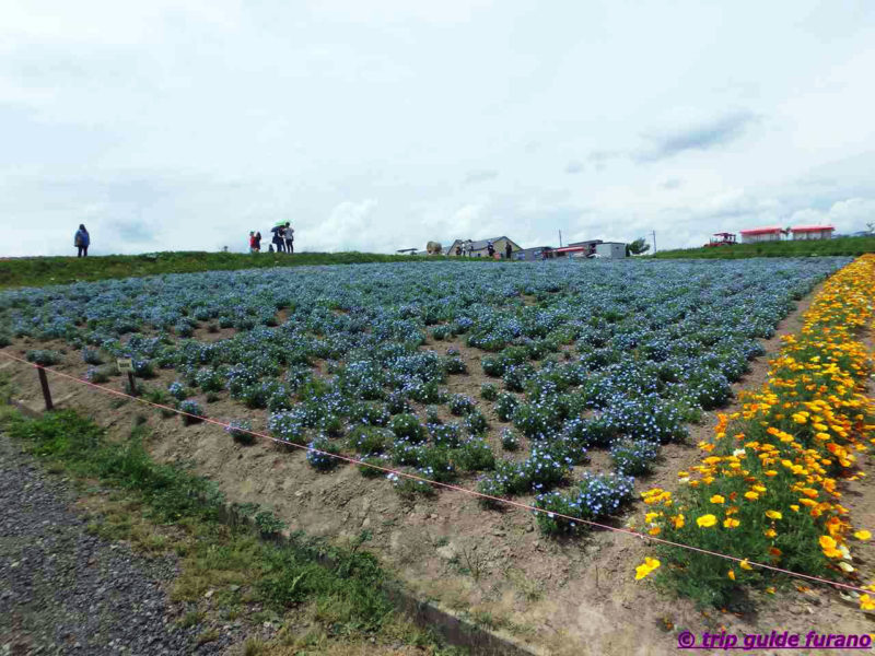 四季彩の丘　ふらの　花　6月　