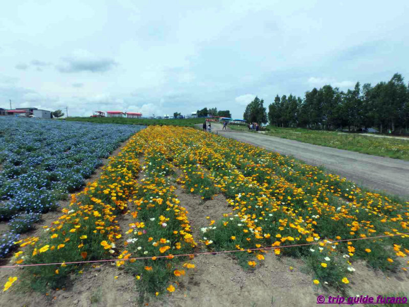 四季彩の丘　ふらの　花　6月　