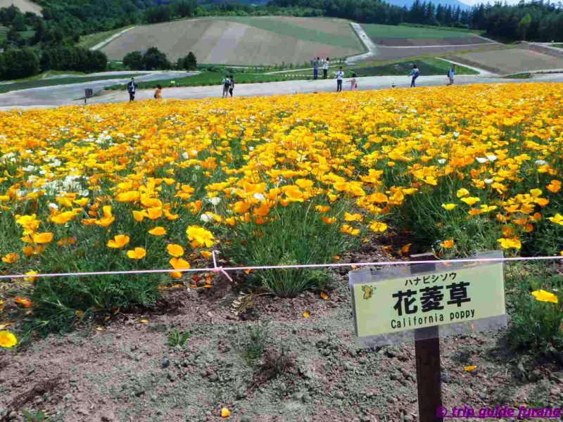 四季彩の丘　ふらの　花　6月　