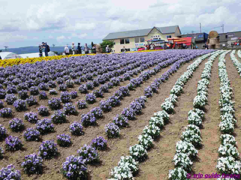 四季彩の丘　ふらの　花　6月　