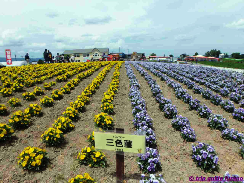 四季彩の丘　ふらの　花　6月　