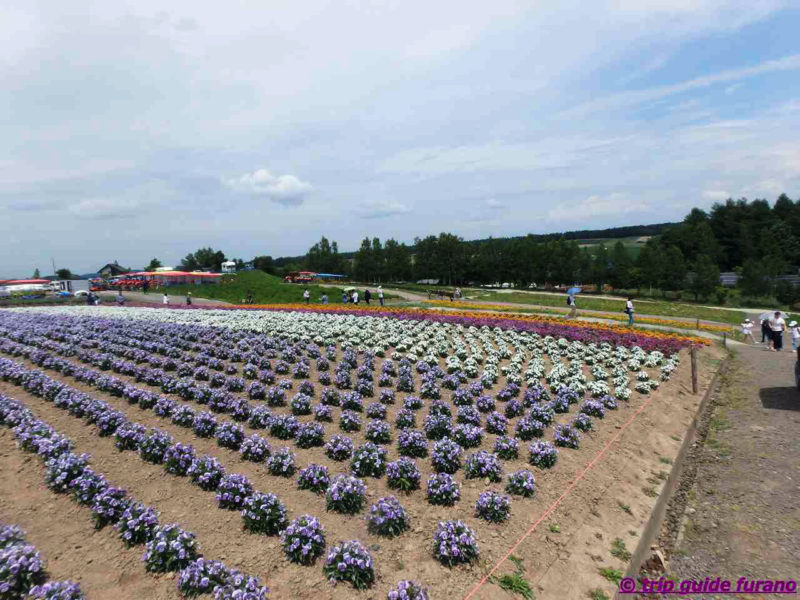 四季彩の丘　ふらの　花　6月　