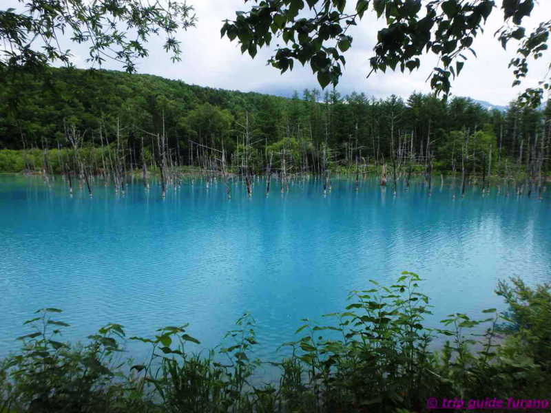 駐車場　青い池　美瑛　ふらの　6月　絶景　観光