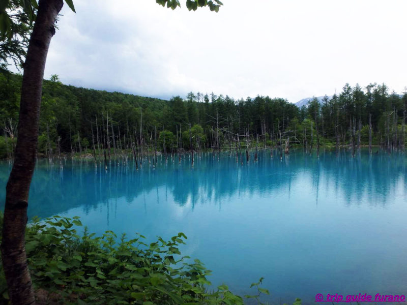 駐車場　青い池　美瑛　ふらの　6月　絶景　観光