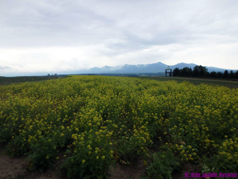 かみふらの　フラワーランド　富良野　6月　花