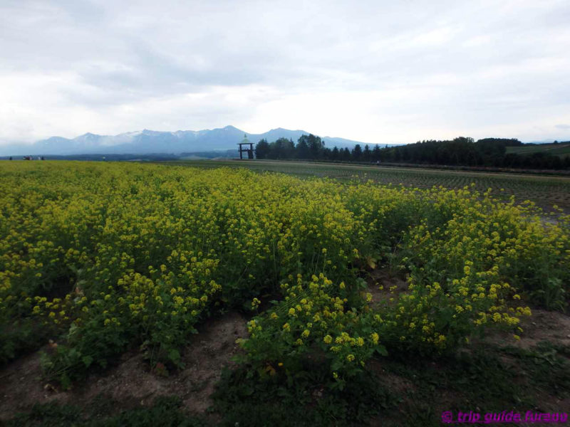 かみふらの　フラワーランド　富良野　6月　花