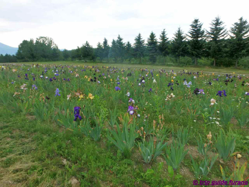 かみふらの　フラワーランド　富良野　6月　花