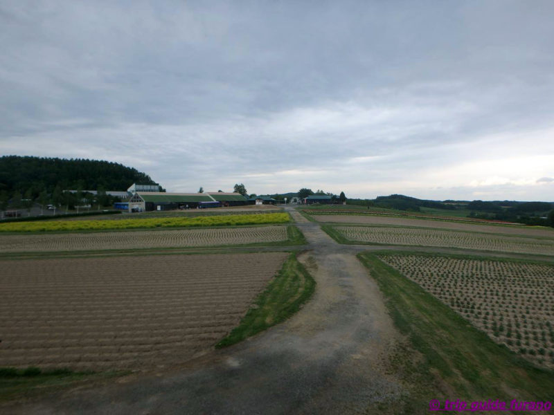 かみふらの　フラワーランド　富良野　6月　花