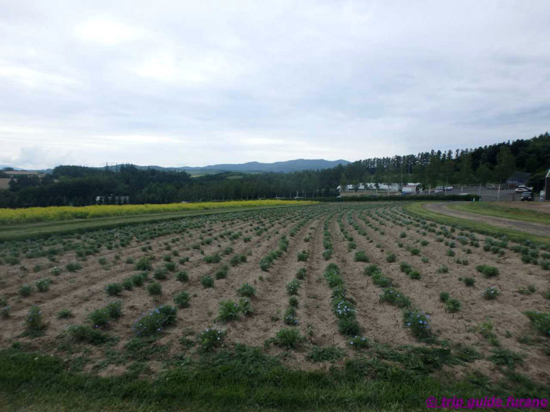 かみふらの　フラワーランド　富良野　6月　花