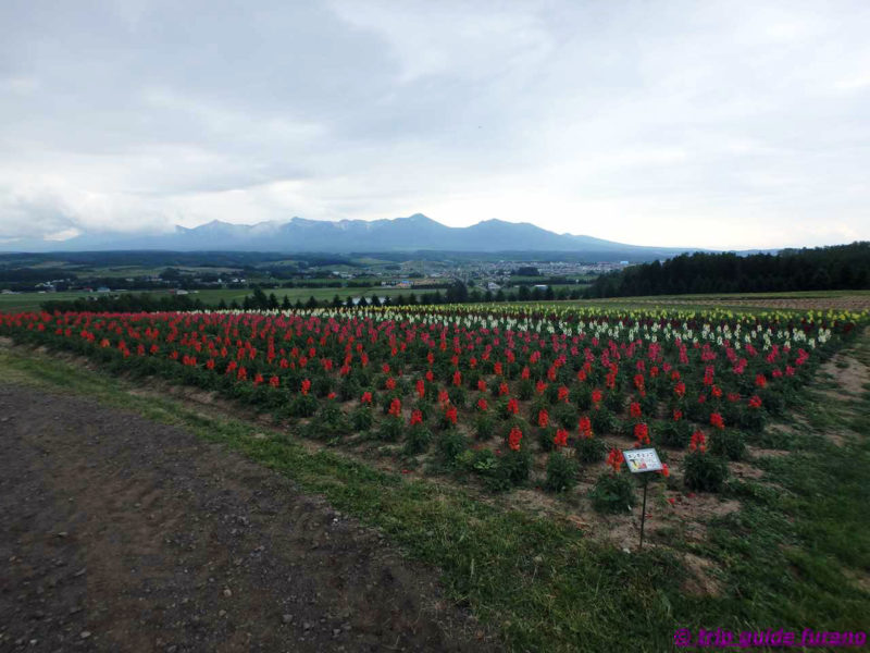 かみふらの　フラワーランド　富良野　6月　花