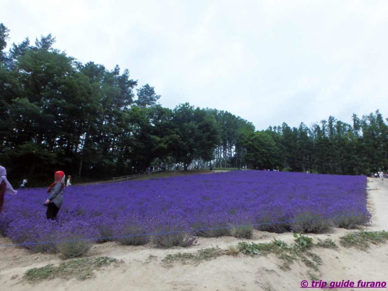 7月　ラベンダー　ファーム富田