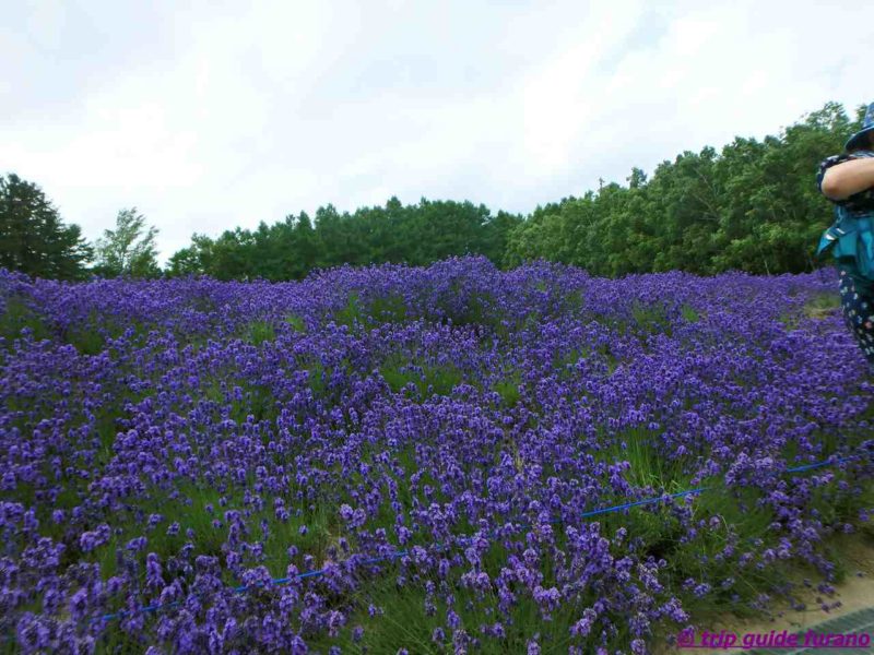 7月　ラベンダー　ファーム富田