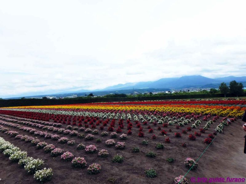 7月　ラベンダー　ファーム富田