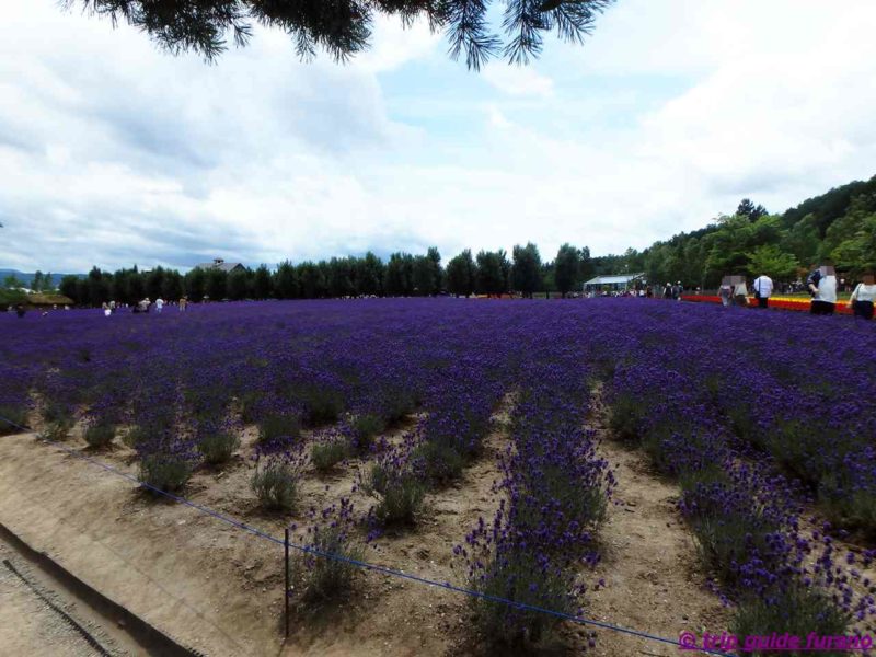 7月　ラベンダー　ファーム富田