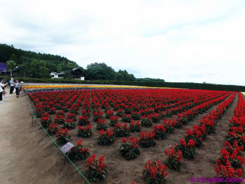 7月　ラベンダー　ファーム富田