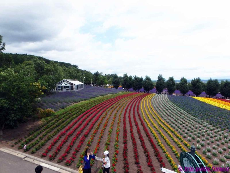 7月　ラベンダー　ファーム富田