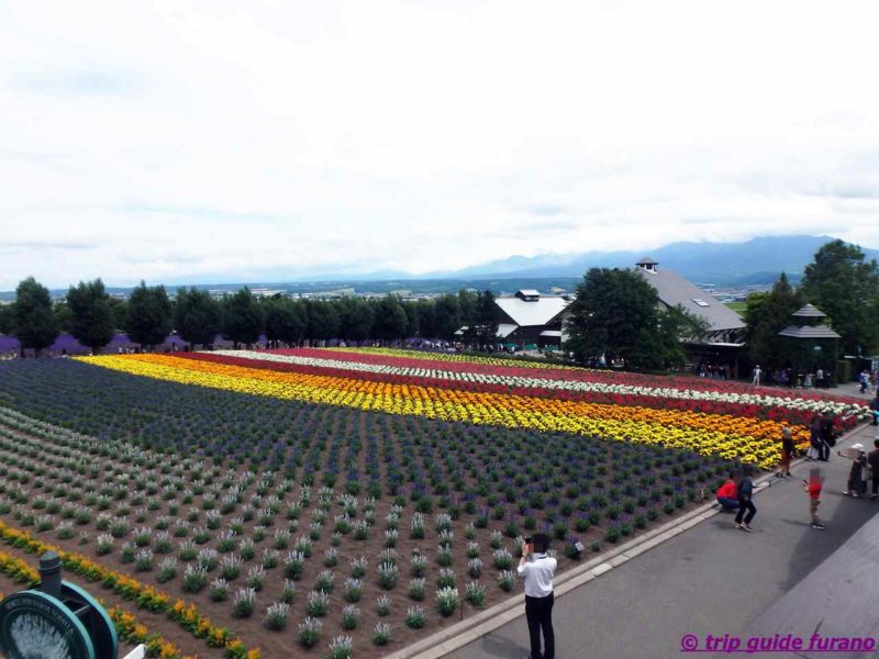 7月　ラベンダー　ファーム富田