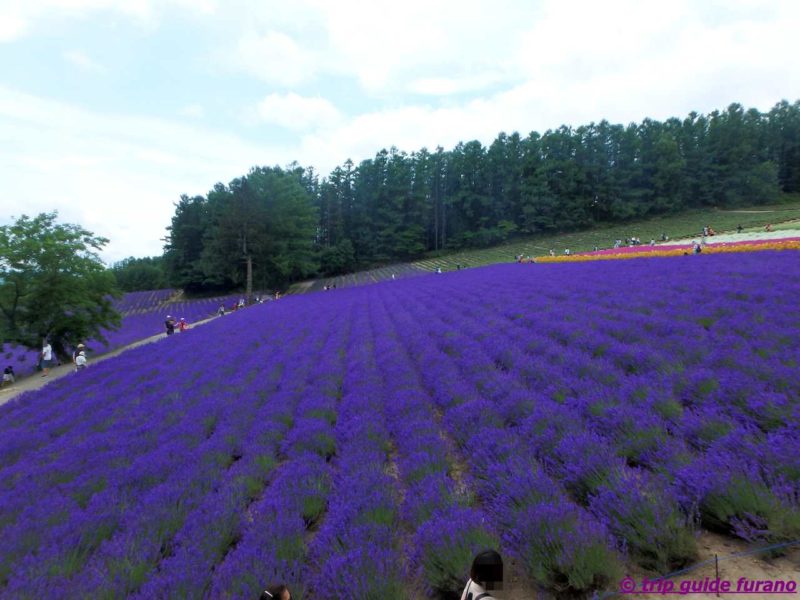 7月　ラベンダー　ファーム富田