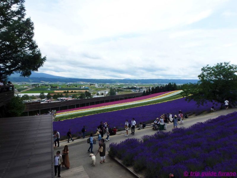 7月　ラベンダー　ファーム富田