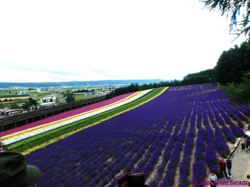 7月　ラベンダー　ファーム富田